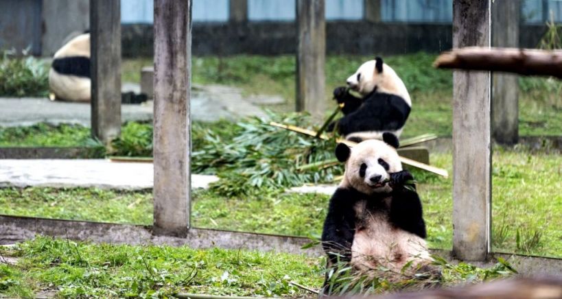 庆重庆亲子游好去处推荐开元棋牌试玩2025国(图4) 庆重庆亲子游好去处推荐开元棋牌试玩2025国(图4)