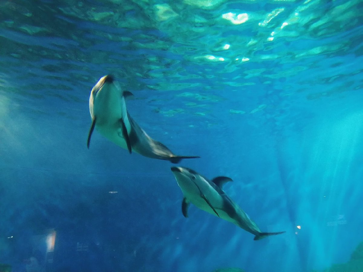 庆重庆亲子游好去处推荐开元棋牌试玩2025国(图6) 庆重庆亲子游好去处推荐开元棋牌试玩2025国(图6)